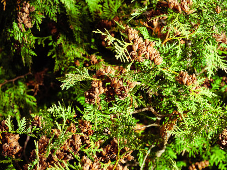 Detail brown small cones on thuja green sprigsの写真素材