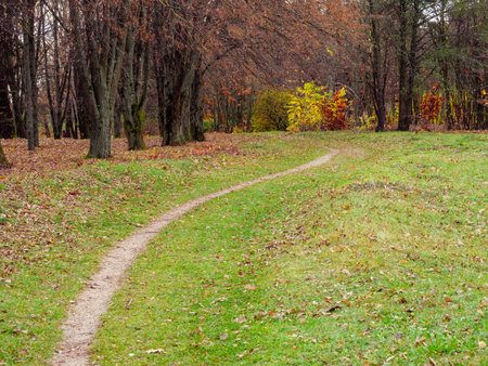 Walking trail in green grass along the trees of a beautiful autumn parkの写真素材