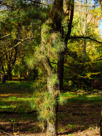 A bent pine with small tufts of long needles in the parkの写真素材