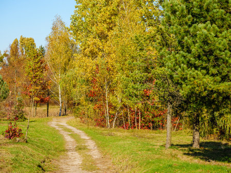A dirt road through the autumn forest curves in front of a thuja under a pine treeの写真素材