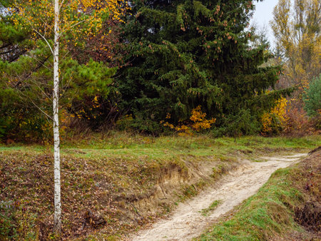 A dirt road climbing uphill from a ravine in an autumn forestの写真素材