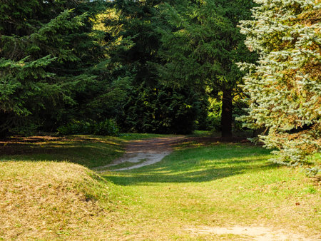 Winding dirt road through the autumn coniferous forestの写真素材