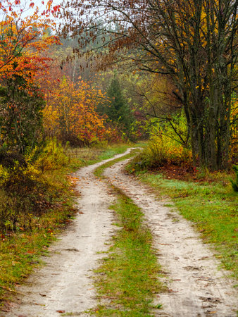 Winding dirt road through the autumn forestの写真素材