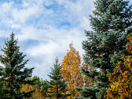Conifers and deciduous tree tops against a blue sky and cloudsの写真素材