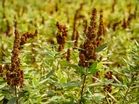 A field of Spirea Douglas with brown withered inflorescencesの写真素材