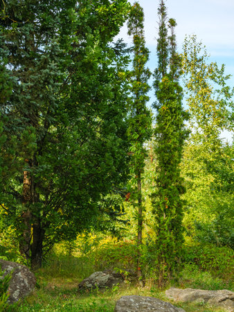 Two incredible thin and tall thujas trees against the skyの写真素材