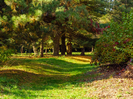 Abandoned road through the autumn park overgrown with grassの写真素材