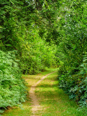 Walking trail through leafy green trees of a beautiful parkの写真素材