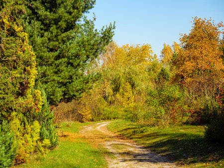 A dirt road through an autumn forest with coniferous and deciduous treesの写真素材