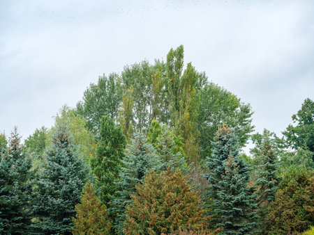The tops of deciduous and coniferous trees against the skyの写真素材