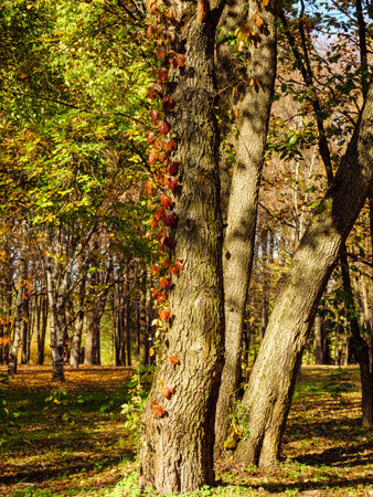 Red ivy wrapped around the trunk of a tree in an autumn parkの写真素材