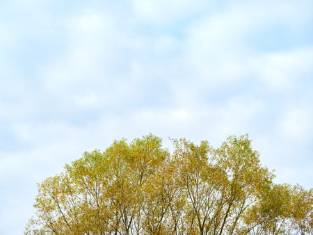 Top of a deciduous tree against a blue skyの写真素材