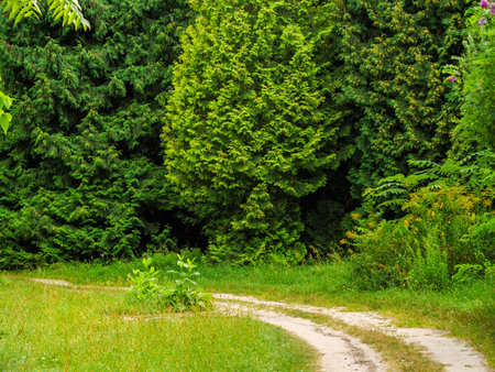 Pathway for carts to drive a park bypassの写真素材