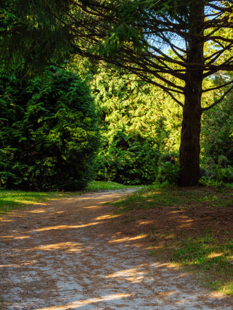 A dirt road winds around an autumn park with coniferous and deciduous treesの写真素材