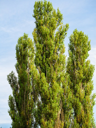 Three tall poplar trees against the blue skyの写真素材