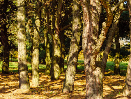 Many upright tree trunks in an autumn parkの写真素材