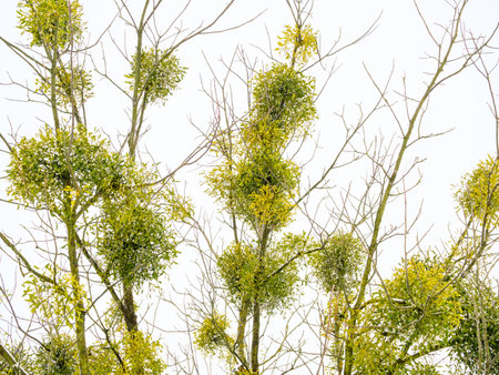 Bunches of common mistletoe on tree branches against a cloudy skyの写真素材