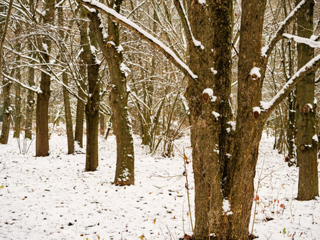 Many bare upright tree trunks in a winter parkの写真素材