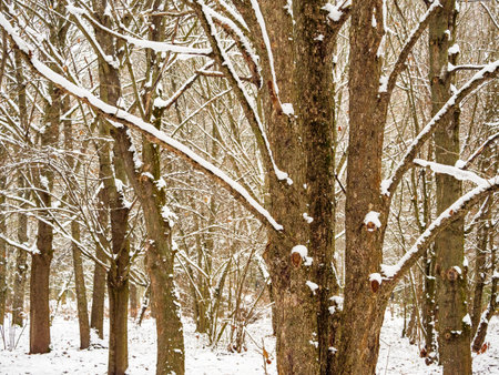 Many bare tree trunks in a snow-covered parkの写真素材