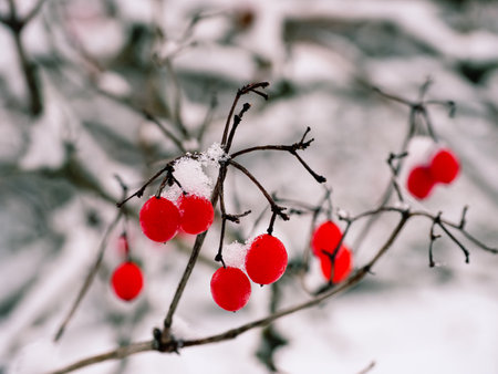 Clusters of red ripe cranberries in a winter parkの写真素材