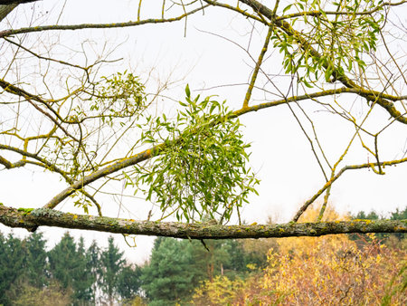 Bundle of mistletoe on a bare tree branch against the background of an autumn parkの写真素材