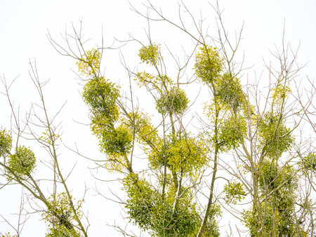 Many bunches of mistletoe on tree branches against a gray skyの写真素材
