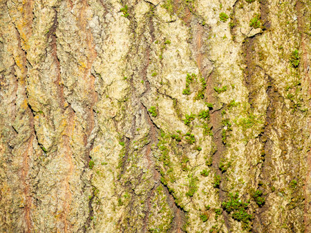 Tree bark texture with little green leaf sprouts as a backgroundの写真素材