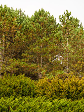 Thuja and pine trees and bushes with green and brown branchesの写真素材