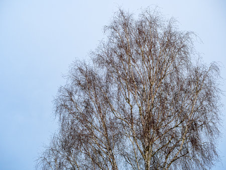 Bare birch tree branches against the blue skyの写真素材
