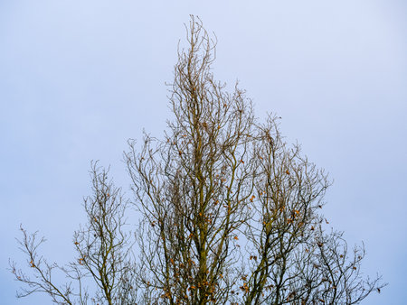 Bare treetop branches with sparse leaves against the skyの写真素材