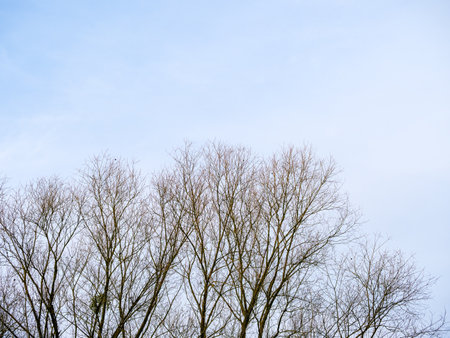 Bare treetop branches against the gray-blue skyの写真素材