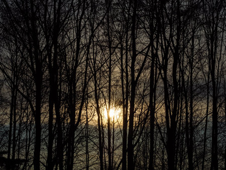 Sunrise at dawn through the tree trunks of the morning parkの写真素材