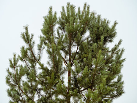 Green pine branch with long needles against the skyの写真素材