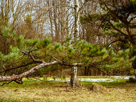 A pine branch with long needles and brown cones in a clearing with white snowの写真素材