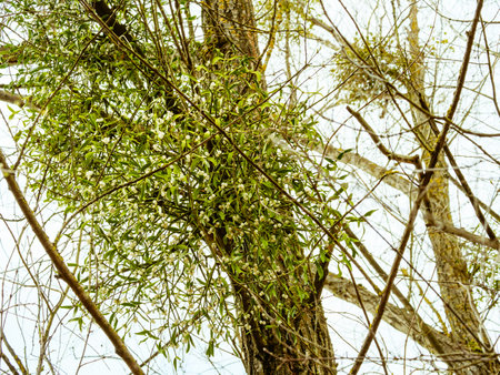 Several bunches of mistletoe on tree branches against a background of the skyの写真素材