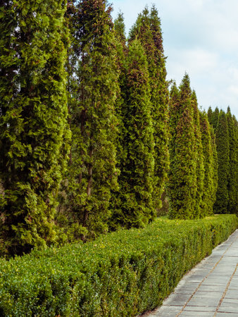 Walking way made of concrete slabs along the green thuja treesの写真素材