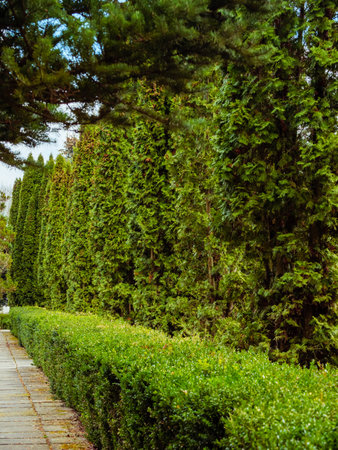 A row of bushes and green thuja trees along the concrete slab walkwayの写真素材