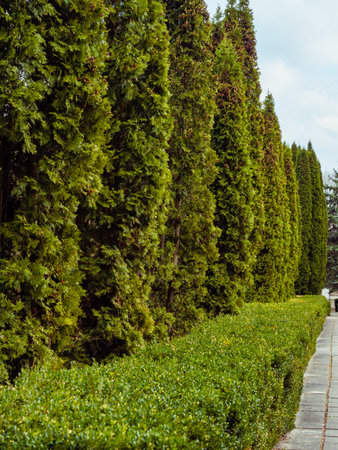 Walking way of slabs along bushes and green thuja treesの写真素材
