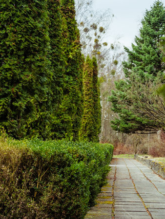 Walking alley of concrete slabs along green bushes and thuja treesの写真素材