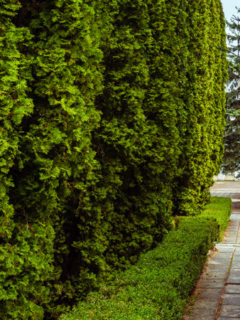 Concrete slab walkway along green bushes and thuja treesの写真素材