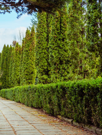 A row of bushes and green thuja trees along the concrete slab alleyの写真素材