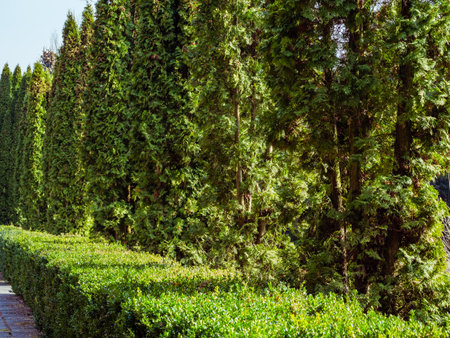 Green thuas and bushes growing along the concrete slab alleyの写真素材
