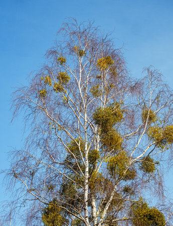 Several bunches of mistletoe on a birch tree against a blue skyの写真素材