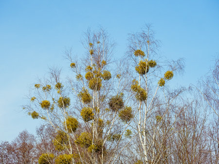 Many bunches of mistletoe on the birches against a blue skyの写真素材