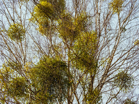 Many bunches of mistletoe on tree branches against a blue skyの写真素材