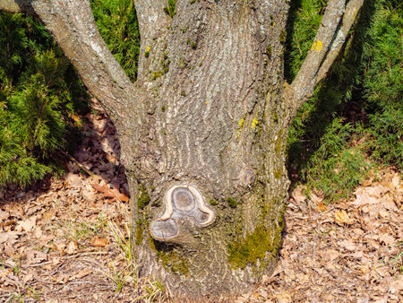 The foot of a tree trunk among thua bushes and fallen leavesの写真素材
