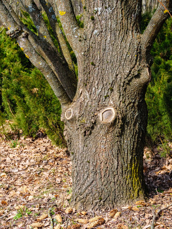 A tree trunk with holes among thua bushes and fallen leavesの写真素材
