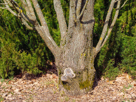 A tree trunk at the root among thua bushes and fallen leavesの写真素材