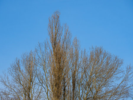 Bare branched poplar tops against a colorful blue skyの写真素材