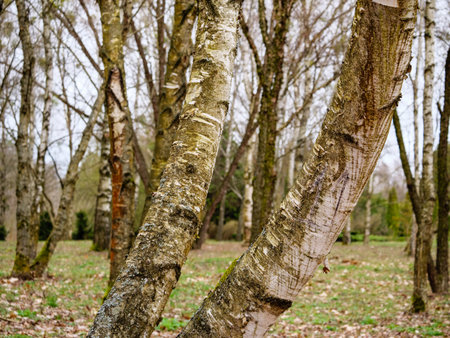 Bending 2 trunks of a birch close up, birch groveの写真素材
